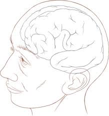 Diagram brain