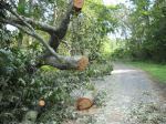 Irene_treesHicksFord