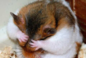 Hamsters around the world mourn the loss of Smiffy