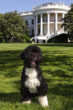 Bo Obama