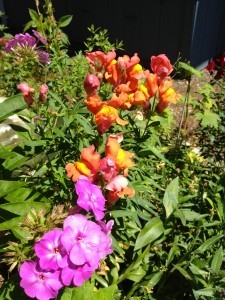 Picture of pink phlox and orange snapdragons.