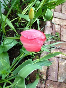 Picture of a pink tulip with rain on it