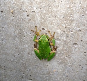 Picture of an American tree frog on a concrete wall.