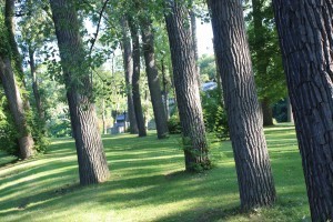 Photo of trees in Leeper Park, South Bend, Indiana. 