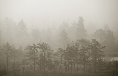 Swamp © Argo Argel | Dreamstime.com