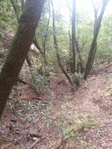 Looking down the ravine.