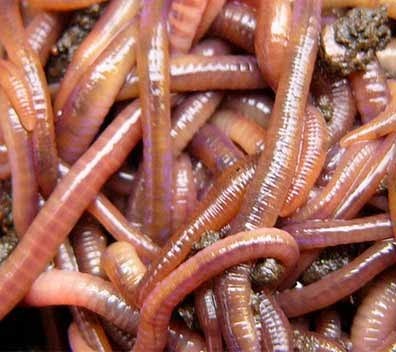earthworms