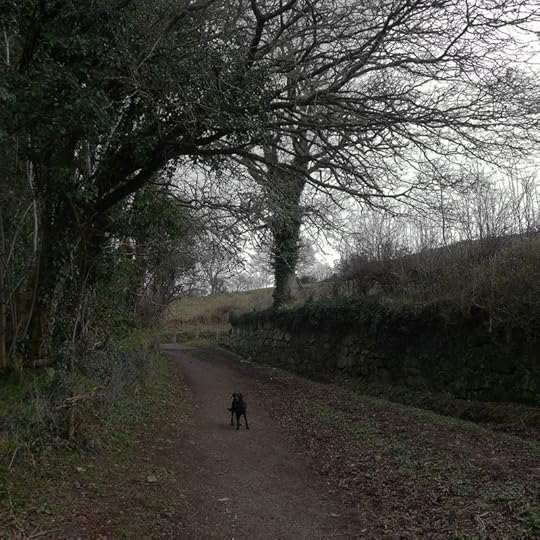 Tilly in the lane