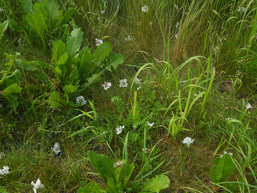 catalpa blossoms on the ground
