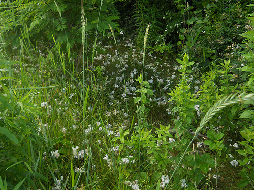 catalpa blossoms on the ground