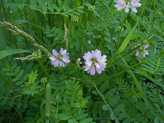 bumble bee and crown vetch