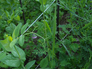 pea tendril