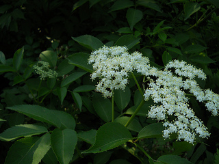 elder blossoms