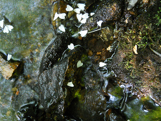 heart petals
