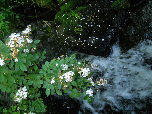 rosa multiflora scatters petals