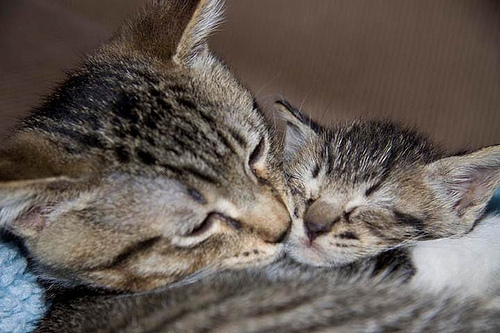 CatandKitten-TonyaJensen