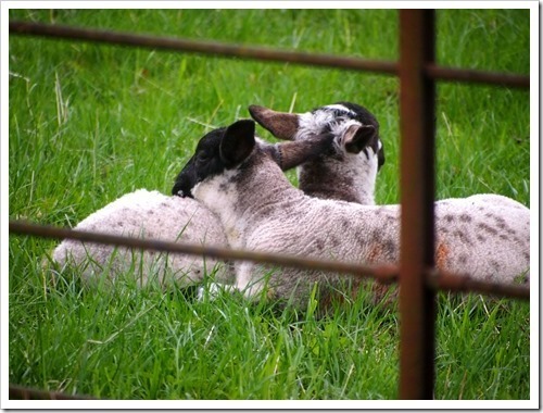 8 May 1 08-05-2013 11-36-53 4032x3024