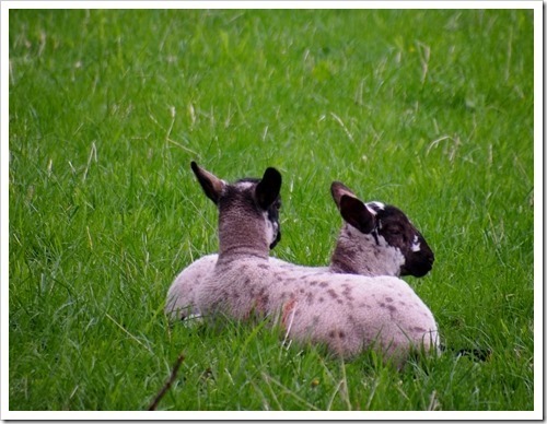 8 May 2 08-05-2013 11-37-24 3016x2310