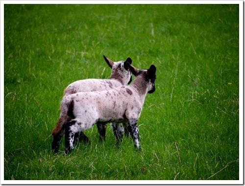 8 May 4 08-05-2013 11-37-40 4032x3024