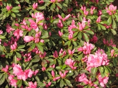 Azalea Bush