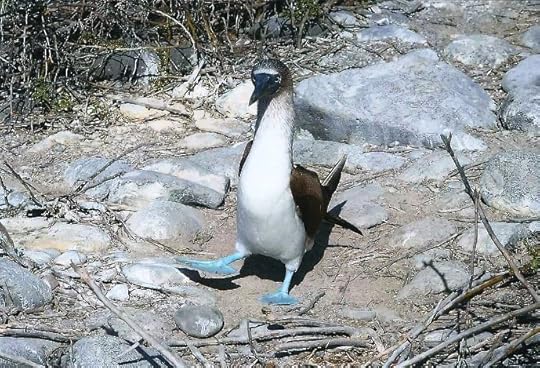 photo, image, blue-footed booby