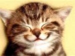 New Year, cats,happy wishes