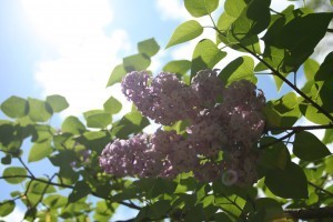 lilacs