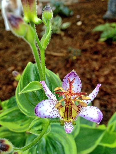 Toad Lily