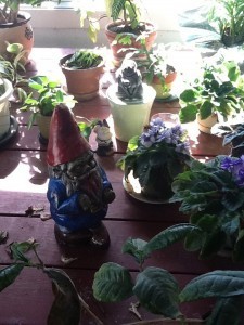 This Garden Is Small