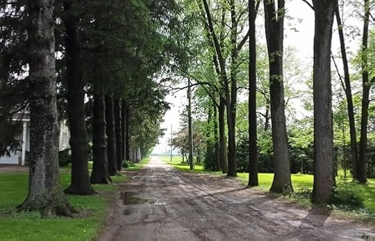 photo, image, trees, lane