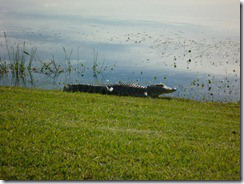 Gator (800x600)