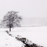 Winter Tree