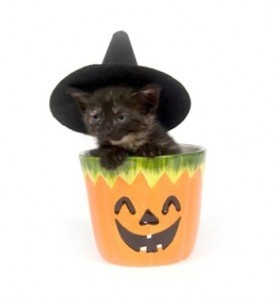 Halloween_cat