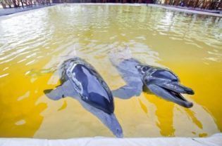 circus dolphins