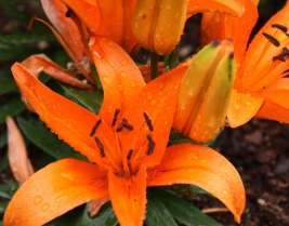 Post image for A Grandma's Garden