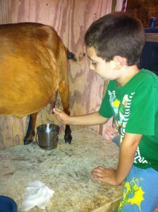 Alex milking cow
