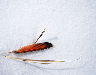 Photo by Julie Soulen @flickr