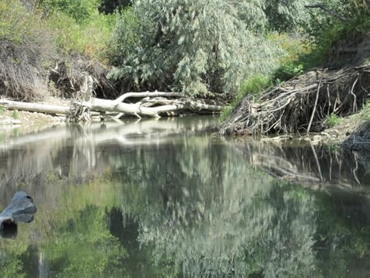 A beautiful new spot I found along the river.