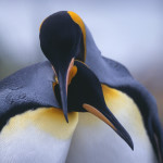 King Penguins