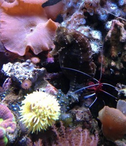 13B Ghillie and Cleaner Shrimp