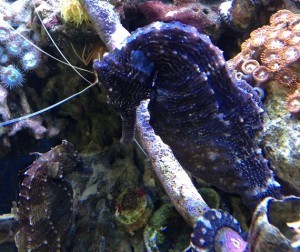 13B Cyg Watching Ghillie