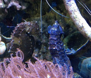 13B Cyg and Ghillie feeding