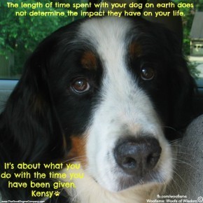 loganIMG 7049 290x290 The Aftermath Of A Puppy Mill Dog funny dog blog