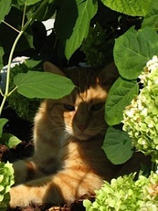 OK, it's not a magic bird in a tree, but close?