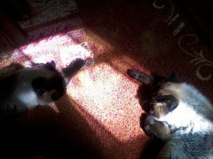 cats in the sun