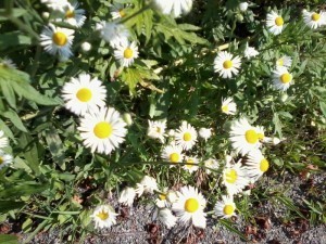 tiny daisies