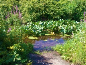pond and lilies