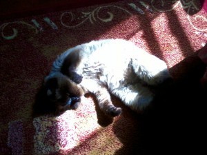Gus in the sun