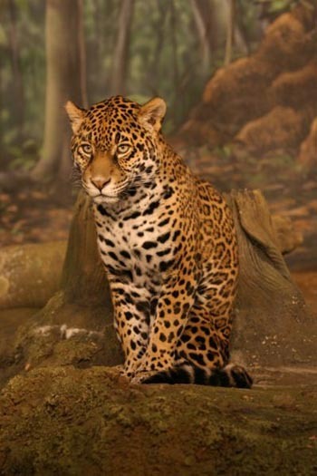 http://www.theanimalfiles.com/images/jaguar_2.jpg