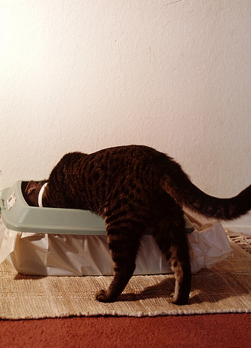 kitten climbing into litter